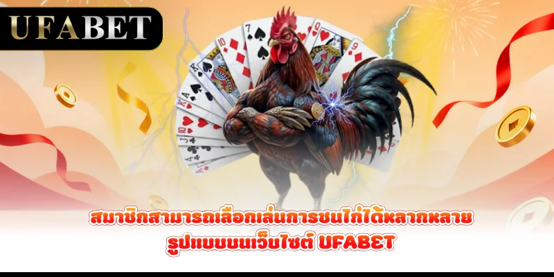 สมาชิกสามารถเลือกเล่นการชนไก่ได้หลากหลายรูปแบบบนเว็บไซต์ UFABET